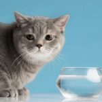 Mon chat boit peu : faut-il s’inquiéter et que faire ?