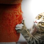 Chat qui griffe partout : comprendre les causes et trouver les bonnes solutions