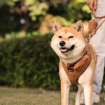Colliers et harnais personnalisés : lequel choisir selon la taille et le caractère de votre chien ?