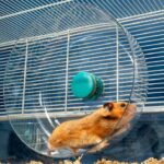 Quelle cage choisir pour un hamster : confort, sécurité et budget